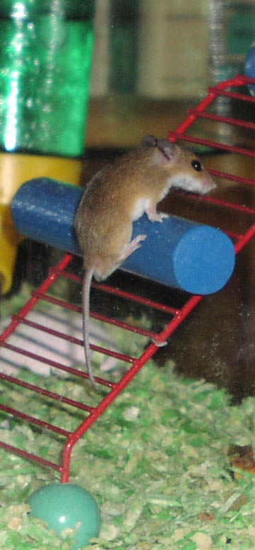 laddermouse.jpg